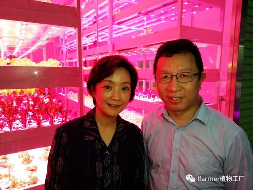 旭田植物工厂要上电视连续剧了